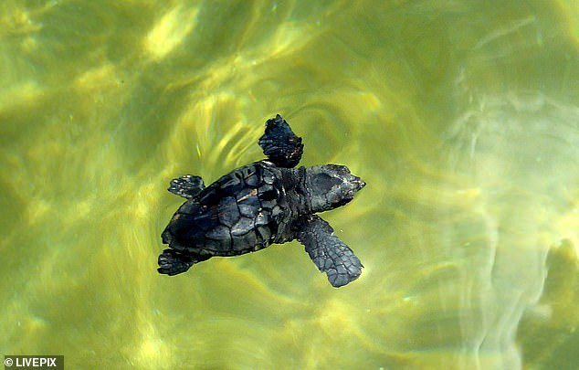 turtle-vagina-spain-tortuga