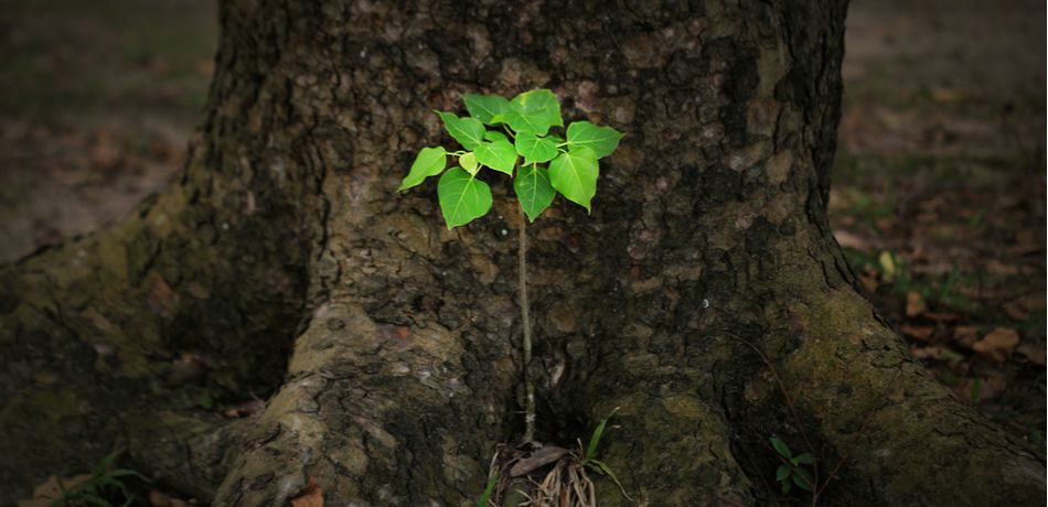 The remains of a man who was murdered forty years ago have been discovered because a fig tree grew from a seed inside his stomach.