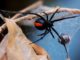 Medical scientists have made a stunning breakthrough in the fight to cure cancer after discovering that the venom from a deadly Australian spider can actually kill melanoma cells while leaving the surrounding healthy tissue unharmed, according to reports.