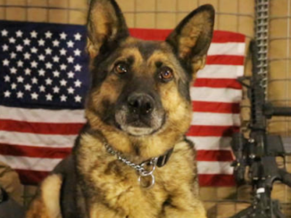 Dogs possess a more reliable instinct for instantly recognizing bad people than we do, according to a groundbreaking new research from a Japanese university. 