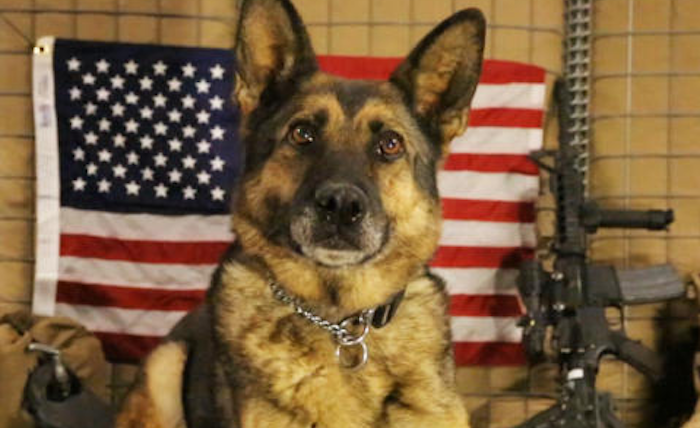 Dogs possess a more reliable instinct for instantly recognizing bad people than we do, according to a groundbreaking new research from a Japanese university.