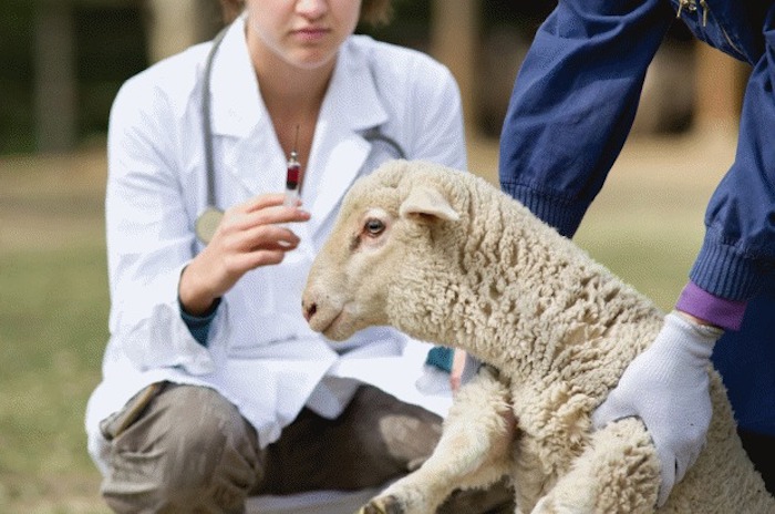 Spanish sheep study shows aluminum from vaccines remain in lymph nodes one year after injection