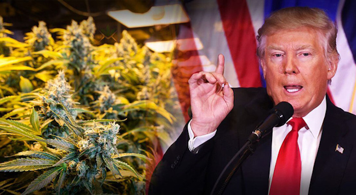 Facebook begins banning hemp pages after Trump signed Farmers Bill