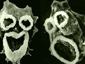 Brain-eating amoeba found in US tap water
