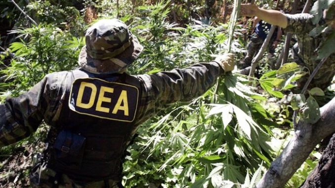 DEA admits nobody has ever died from cannabis overdose