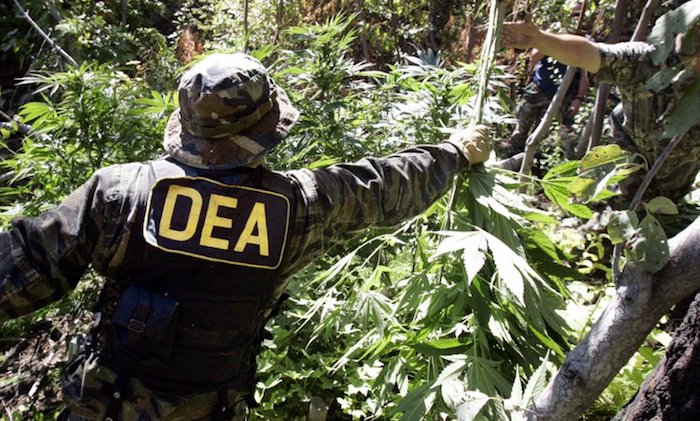 DEA admits nobody has ever died from cannabis overdose