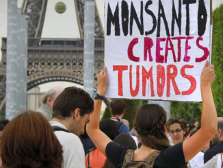 French court bans Monsanto's weedkiller because it causes cancer