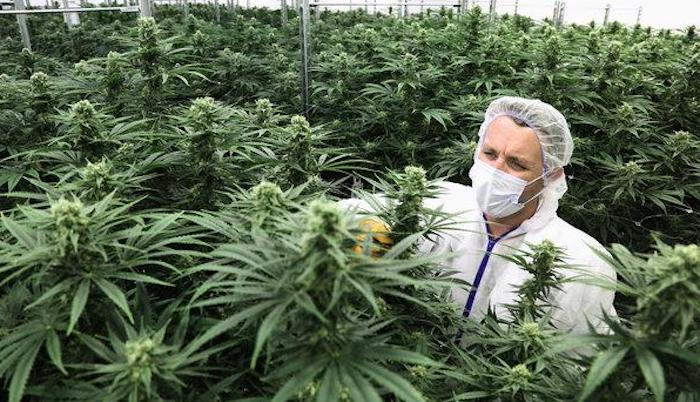 WHO set to reschedule cannabis for first time in history due to possible health benefits
