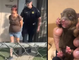 A 54-year-old woman has been arrested for dumping seven newborn puppies into a Coachella dumpster and leaving them to die.