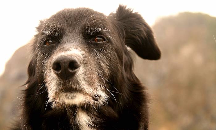 Dogs have distinct personalities that resemble their owners and also change over time as the animal matures, according to a new study.