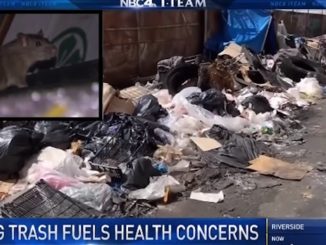 Rotting trash in LA attracting rats and fears of epidemic, NBC report finds