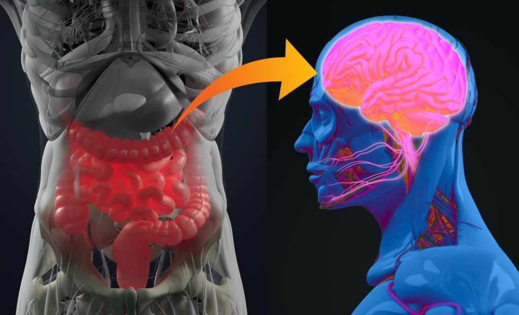 New research suggests connection between gut-brain bacteria and autism