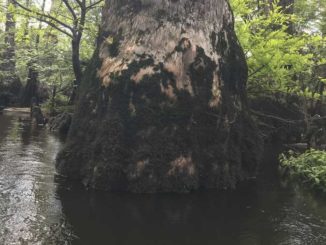 Scientists discover tree older than Christianity in America