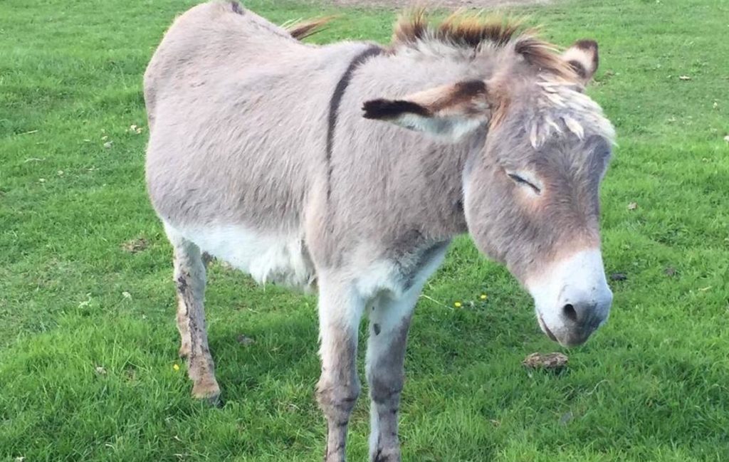 London's epidemic of violence continues to spiral out of control on Mayor Sadiq Khan's watch, and knife-wielding thugs now seem to be targeting animals in London streets.﻿