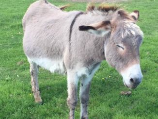 London's epidemic of violence continues to spiral out of control on Mayor Sadiq Khan's watch, and knife-wielding thugs now seem to be targeting animals in London streets.﻿