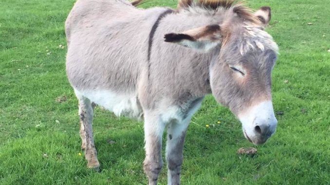 London's epidemic of violence continues to spiral out of control on Mayor Sadiq Khan's watch, and knife-wielding thugs now seem to be targeting animals in London streets.﻿