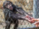 A leading primate scientist has claimed chimpanzee meat is being sold on market stalls in cities in the UK and across Europe after being smuggled from Africa.