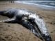 Scientists baffled as 70 dead whales wash-up on U.S. coastlines