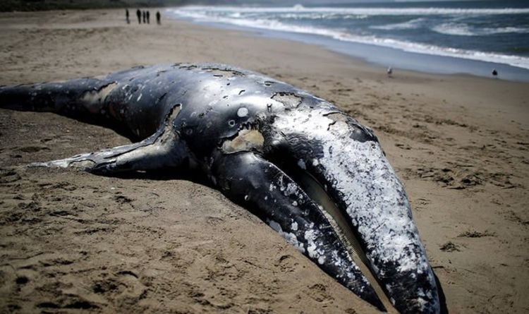 Scientists baffled as 70 dead whales wash-up on U.S. coastlines