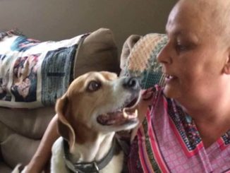 Some dogs are able to detect lung cancer with 97 percent accuracy, study finds