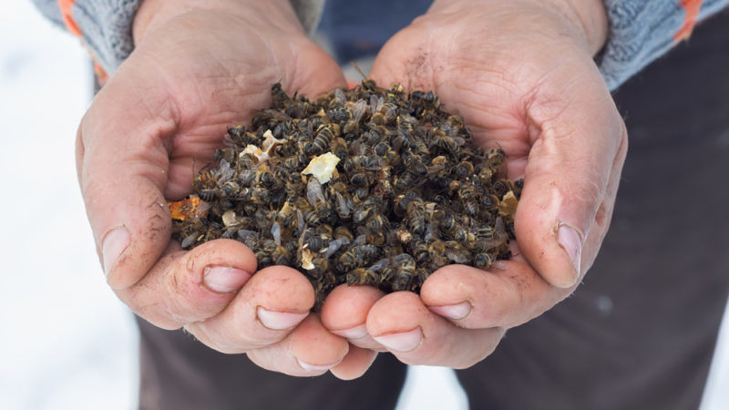 In May 2018 the EU banned three of the significant pesticides implicated in the collapse of bee populations. To save the bees, clothianidin, imidacloprid and thiamethoxam are now prohibited for use on crops.