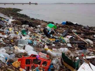 The average person now swallows five grams of plastic each week — the same amount of plastic as a credit card, according to a WWF study.