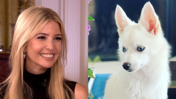 Ivanka Trump accused of racism by liberals for giving her daughter a white dog