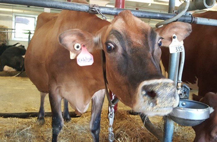 New York University’s Women's and Gender Studies teaches students that milking cows is like sexual abuse