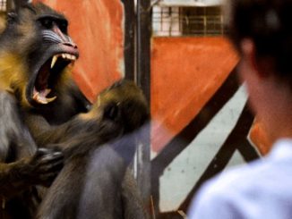 Spanish scientists create monkey human hybrid in Chinese lab