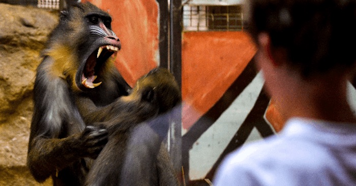 Spanish scientists create monkey human hybrid in Chinese lab