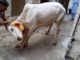 A Muslim cleric in East Java, Indonesia, was killed by a cow he was about to slaughter during the Islamic Eid festival.