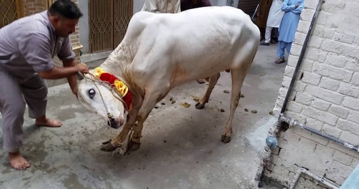 A Muslim cleric in East Java, Indonesia, was killed by a cow he was about to slaughter during the Islamic Eid festival.