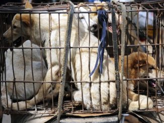 UK lift ban on eating dogs and cats as it might offend Asian immigrants