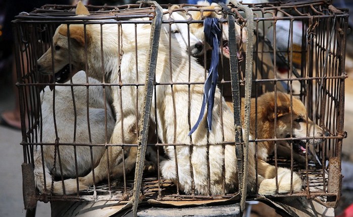 UK lift ban on eating dogs and cats as it might offend Asian immigrants