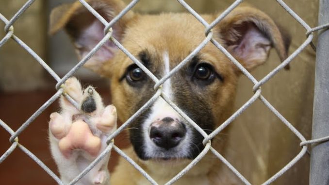 House passes bill making animal cruelty a federal criminal offence