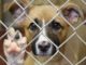 House passes bill making animal cruelty a federal criminal offence