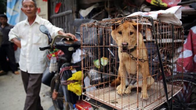 China increases its dog meat consumption amid pork shortage