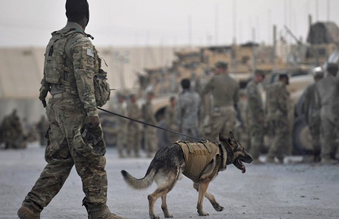 The military canine that was injured during the U.S. military operation that killed Islamic State (ISIS) leader Abu Bakr al-Baghdadi "is fine and has returned to duty," the U.S. government announced Monday.