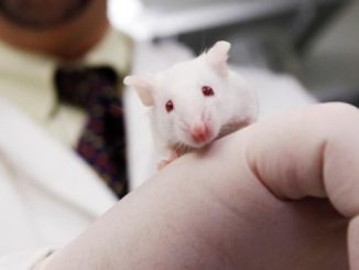 The National Institutes of Health (NIH) purchased human organs from aborted fetuses from a California-based company to create “humanized mice” for research purposes, according to Judicial Watch.