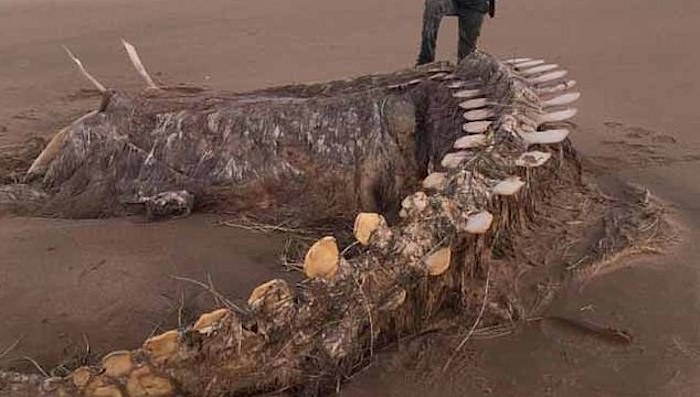 Mystery is surrounding the skeleton of a mysterious sea creature that washed up on a Scottish beach during Storm Ciara on the weekend.
