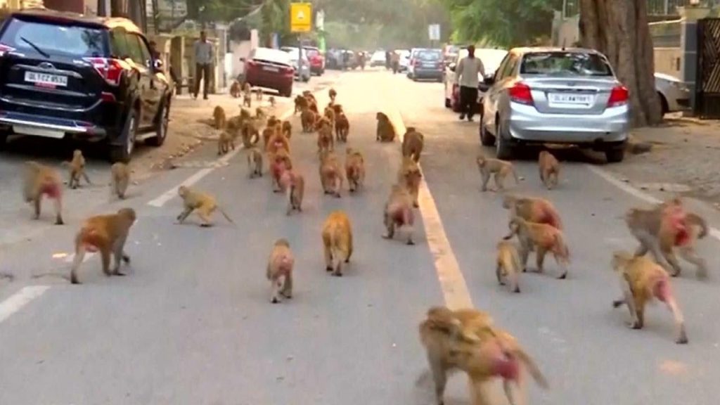 The Indian government is waging war on troops of marauding monkeys who have taken over government buildings and offices, as desperate officials officers use homemade slingshots from fallen tree branches.