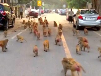 The Indian government is waging war on troops of marauding monkeys who have taken over government buildings and offices, as desperate officials officers use homemade slingshots from fallen tree branches.