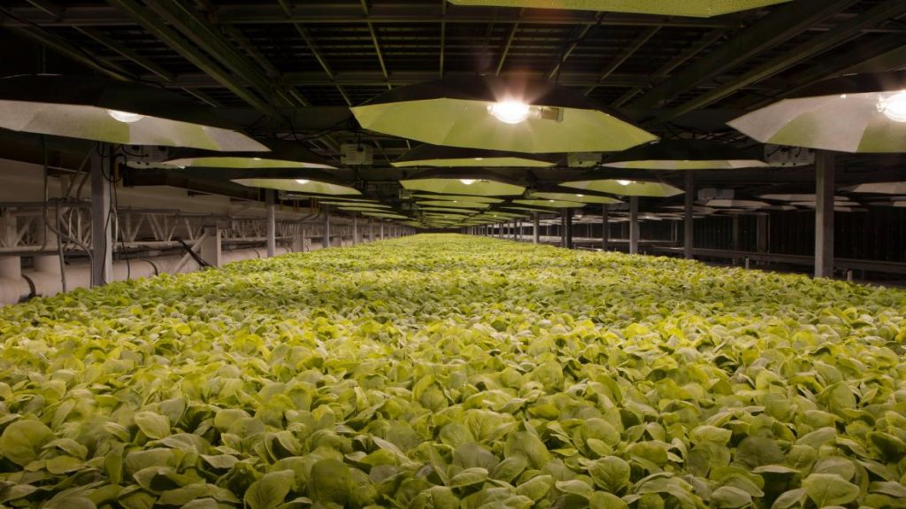 Tobacco giant British American Tobacco, the maker of Lucky Strike cigarettes, claims it has developed a coronavirus vaccine made from tobacco plants and manufacturing of three million doses per week could start in June.