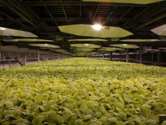 Tobacco giant British American Tobacco, the maker of Lucky Strike cigarettes, claims it has developed a coronavirus vaccine made from tobacco plants and manufacturing of three million doses per week could start in June.