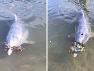 Dolphins who frequent Australia’s Tin Can Bay, a popular tourist spot, have started bringing “gifts” onshore, apparently missing the visitors who would normally be lined up to lavish them with attention and feed them before the coronavirus pandemic.