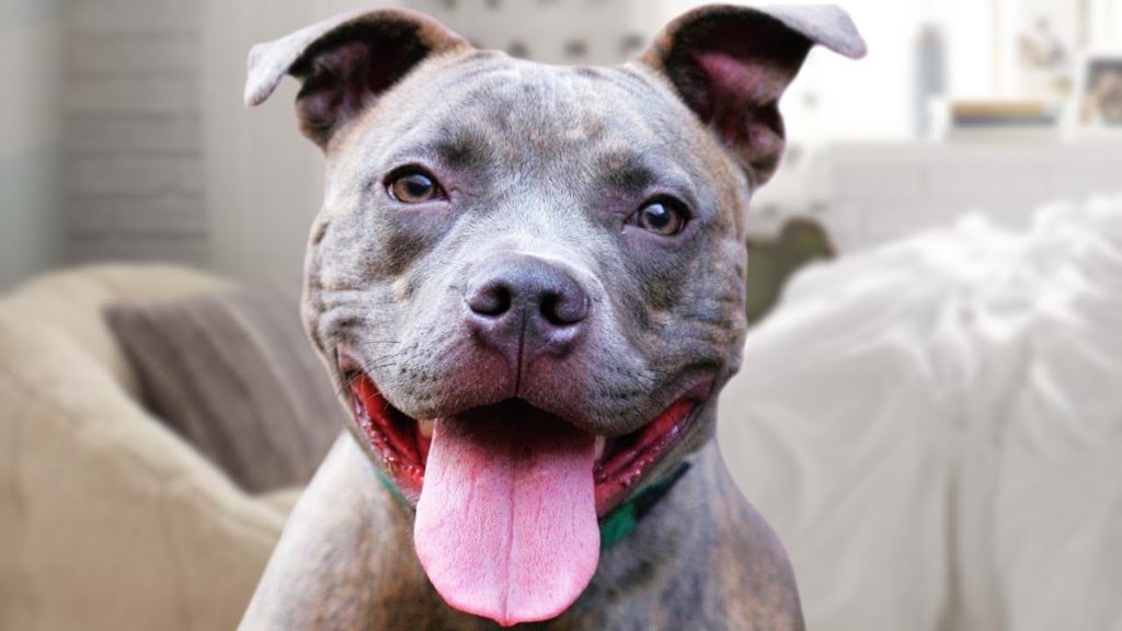 The Anti-Defamation League (ADL) has listed the Pit Bull breed of dog as a “general hate symbol,” joining the ranks of the Confederate flag, Ku Klux Klan robes, and the Nazi swastika.