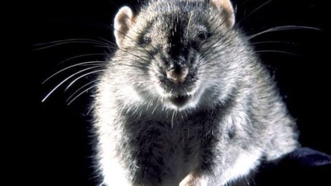 CDC warns public about cannibal rats amid coronavirus lockdown