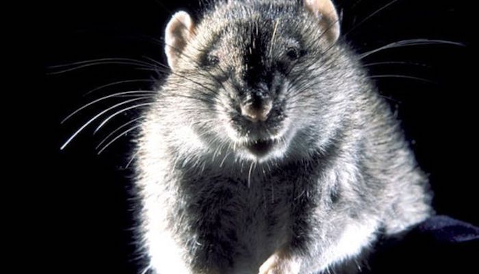 CDC warns public about cannibal rats amid coronavirus lockdown