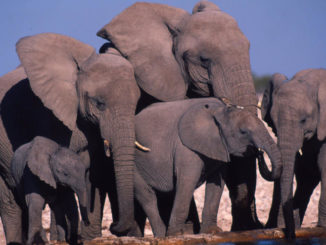 Elephants