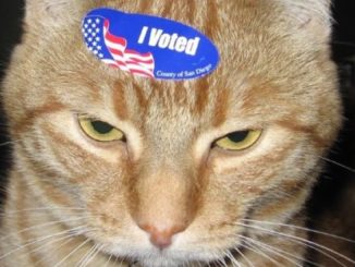 Dead cat in Georgia receives voter registration form by mail